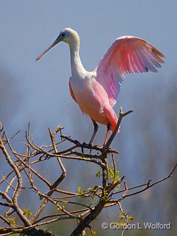 Spoonbill Atop A Tree_45074.jpg - Roseate Spoonbill (Ajaia ajaja)Photographed along the Gulf coast at the Smith Oaks Bird Sanctuary in High Island, Texas, USA.